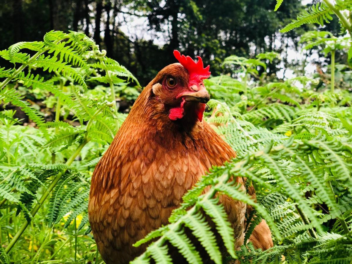 Quinta Pereirinha Farmstay, Mount Pico, Azores - Private 3 Bedrooms, Ocean Views, Hiking Trails São Roque do Pico Exterior foto